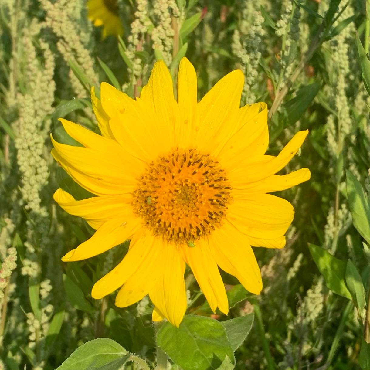 Kilometer-Sammler logo