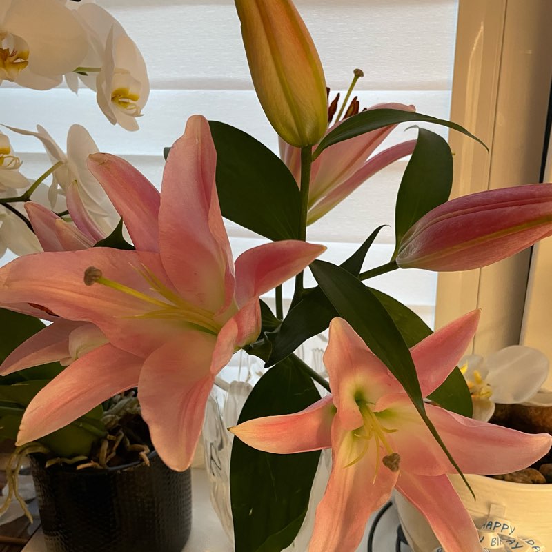 R2 septembris - iesoļo rudenī logo