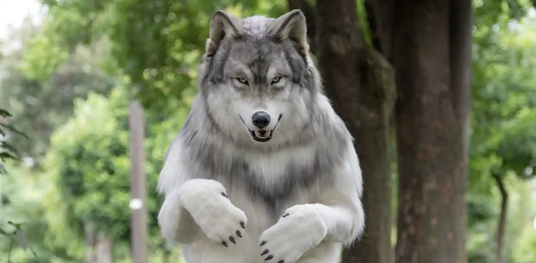 The Wolf Family banner