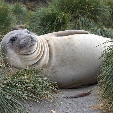 Спортивные ленивцы logo