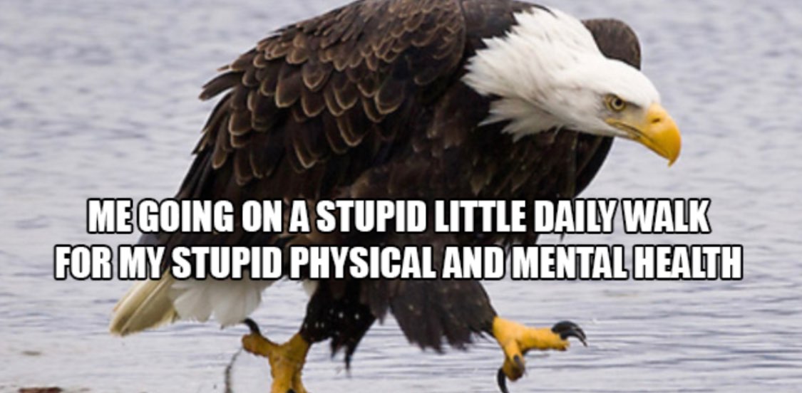 THE WALKERS 🐾 banner