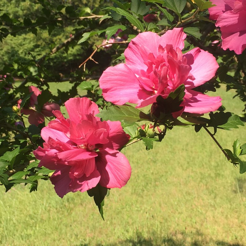 Nature walk for Women logo