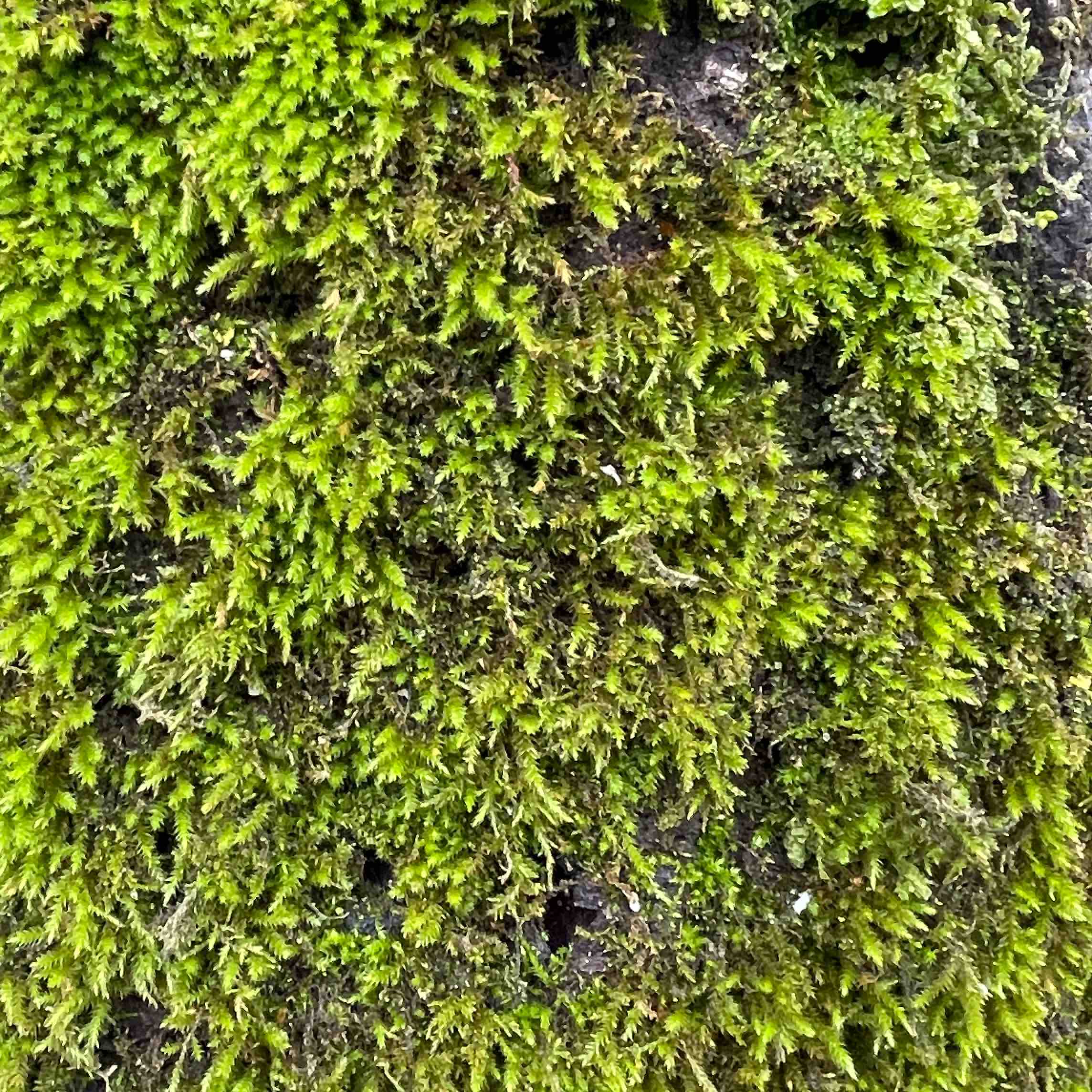 sempre in movimento logo