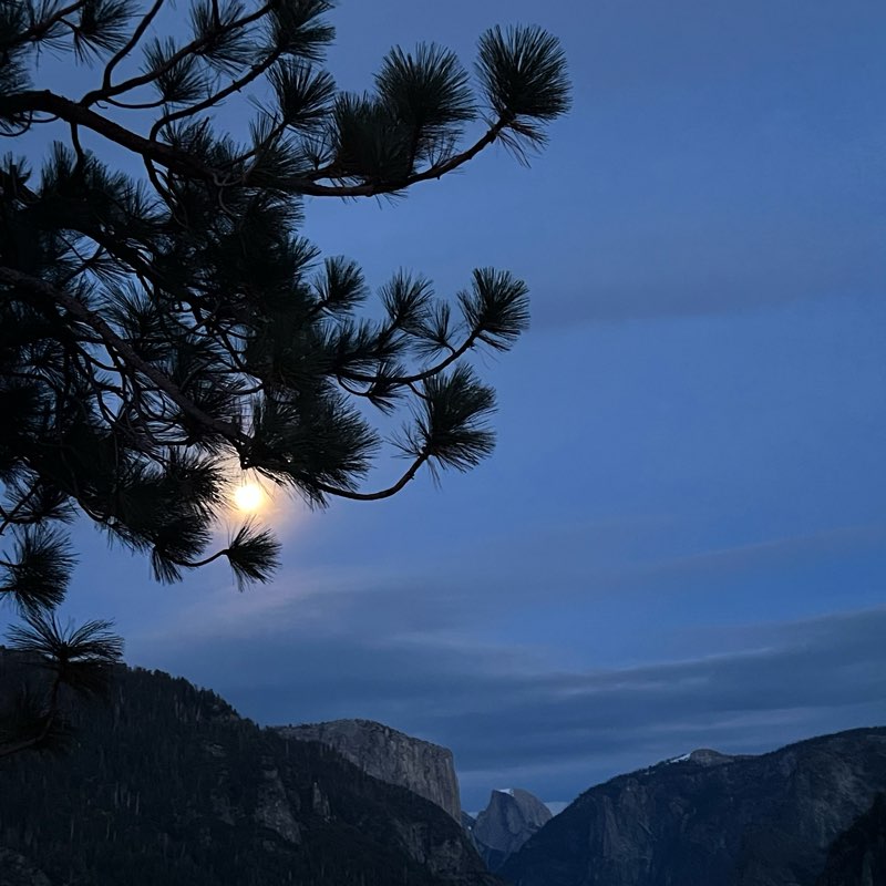 ImmPACT walking team logo