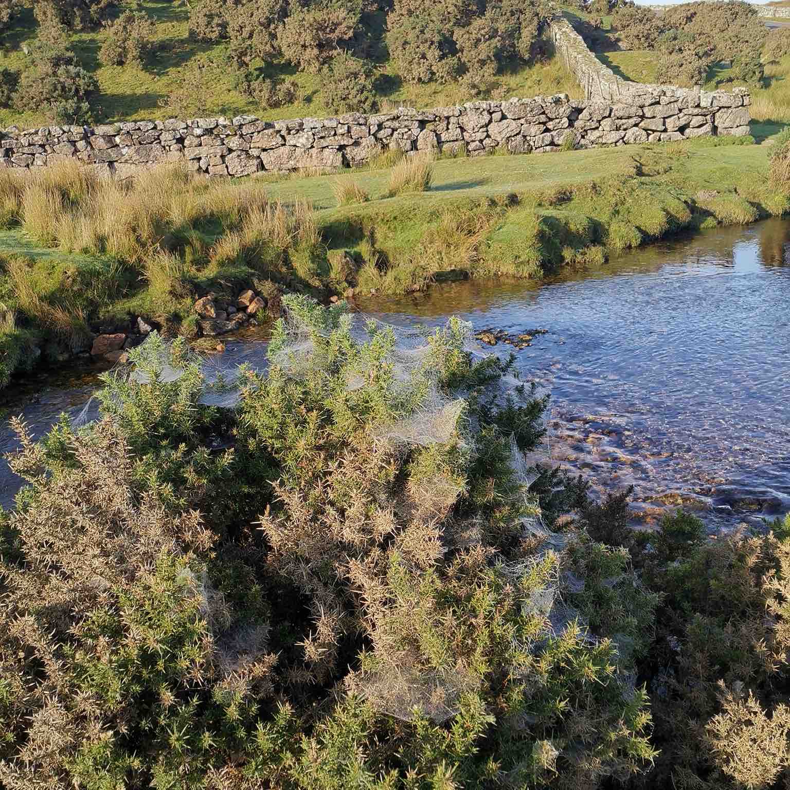 honiton walkers logo