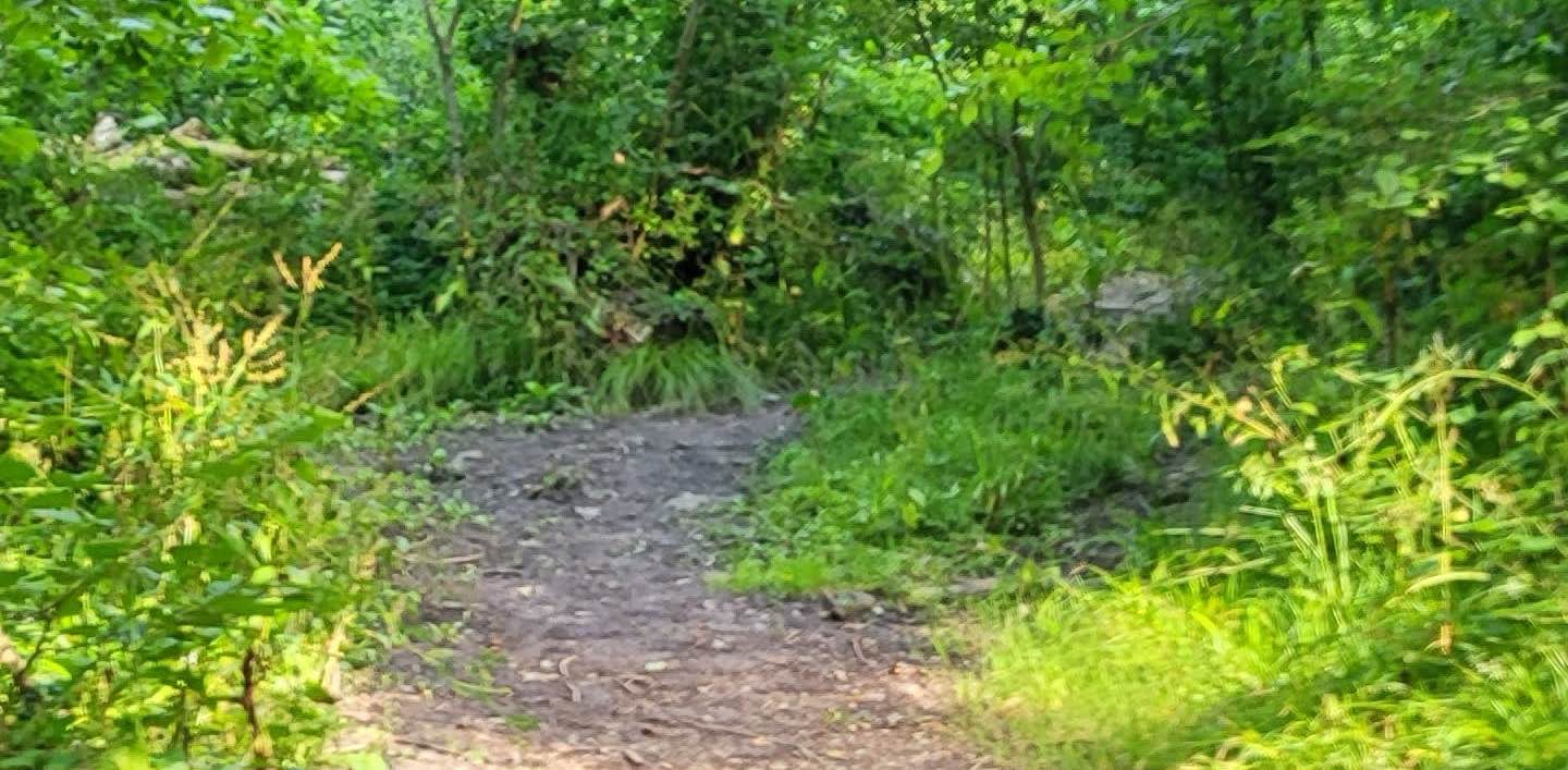 honiton walkers banner