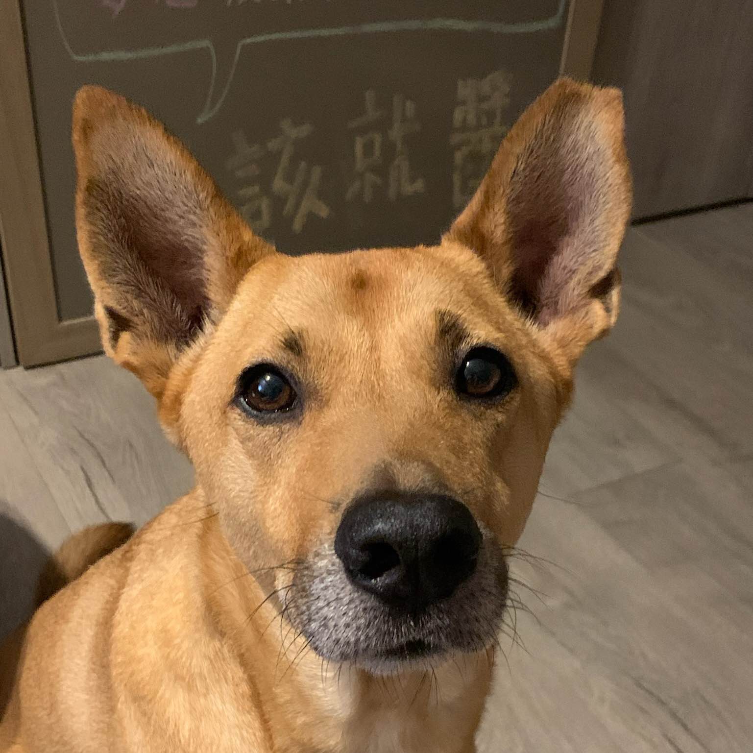 生命有一種絕隊 logo