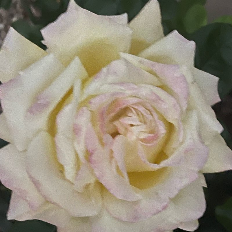 lose weight 2024 logo