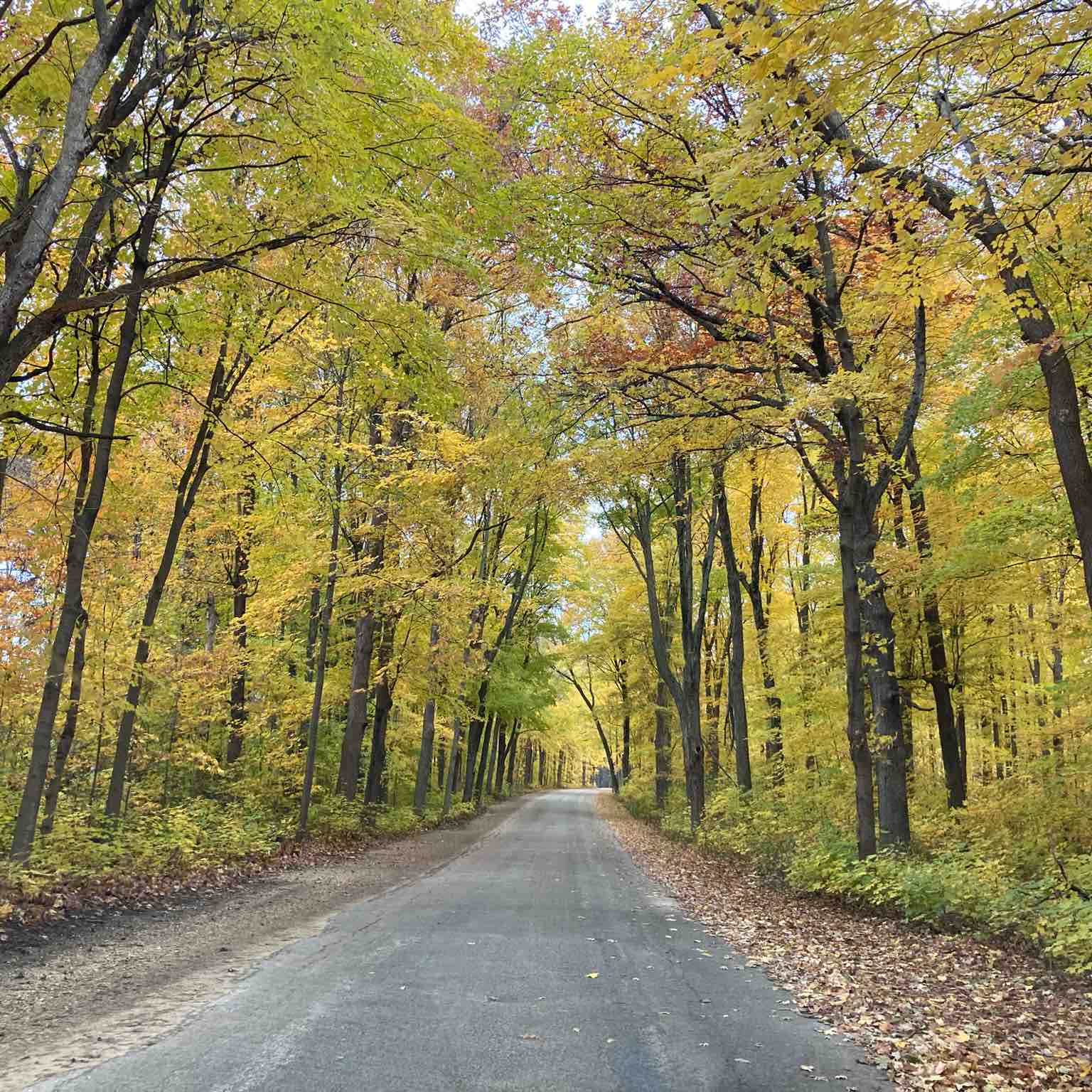 Let’s go for a walk logo