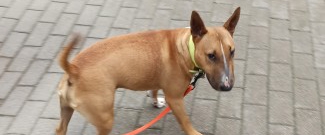 Walk with dog | ENG | LV | RUS banner