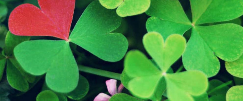 ✨ iLuminando Tus Pasos 👣 banner