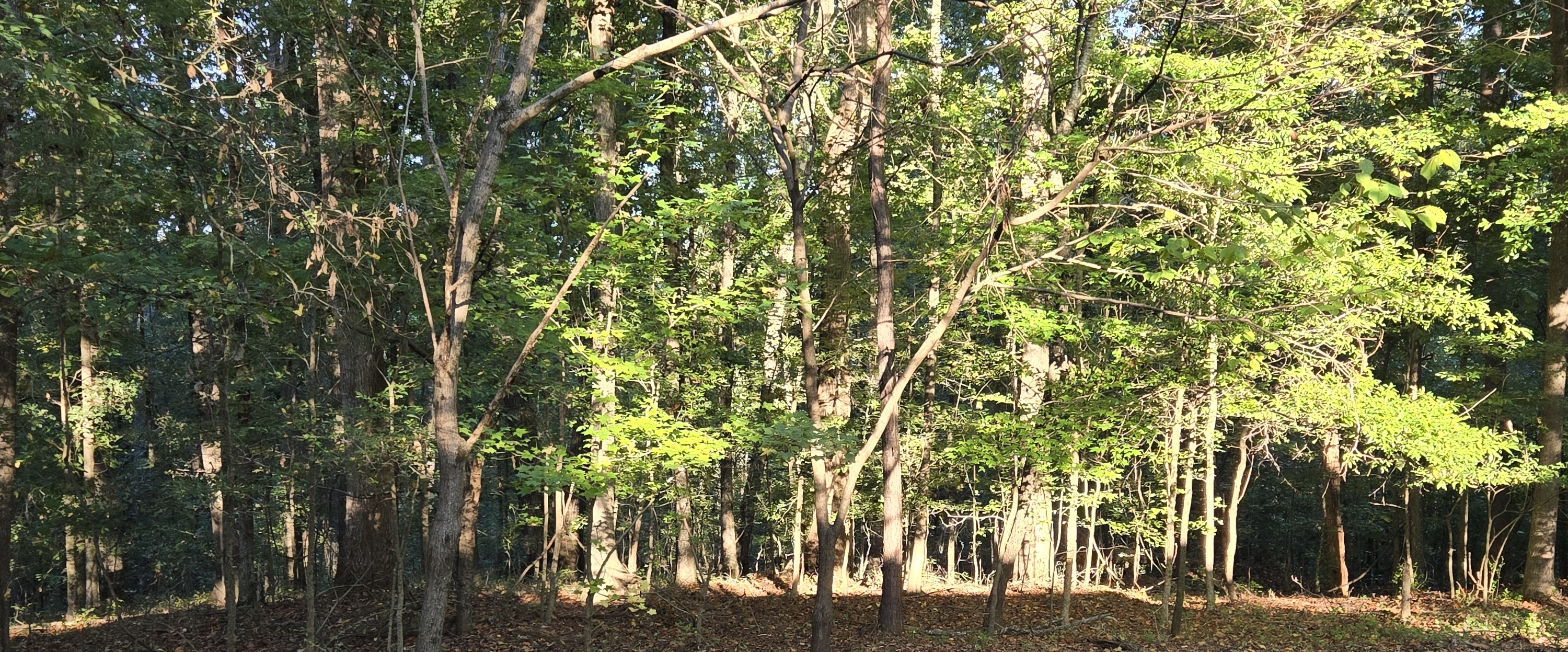 Marching Skeletons banner