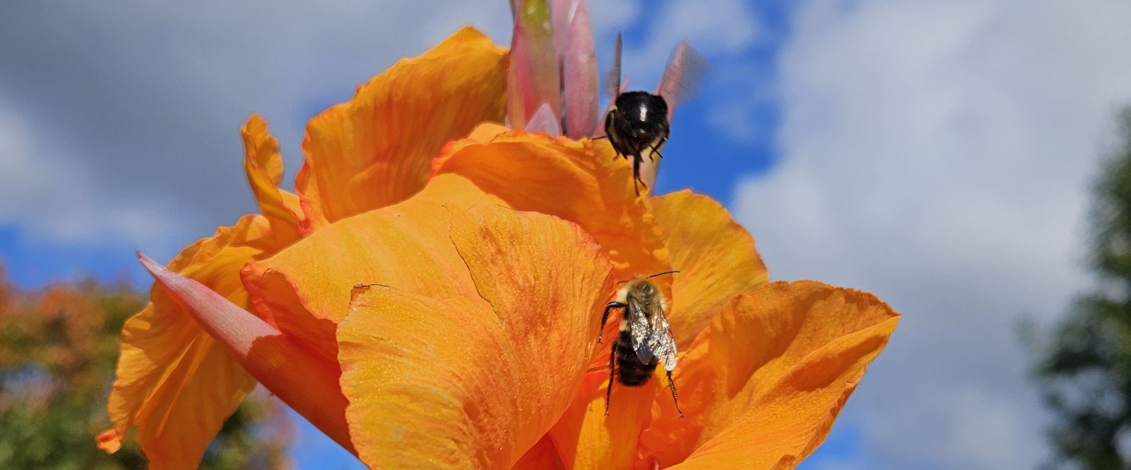 مشاة كليه banner