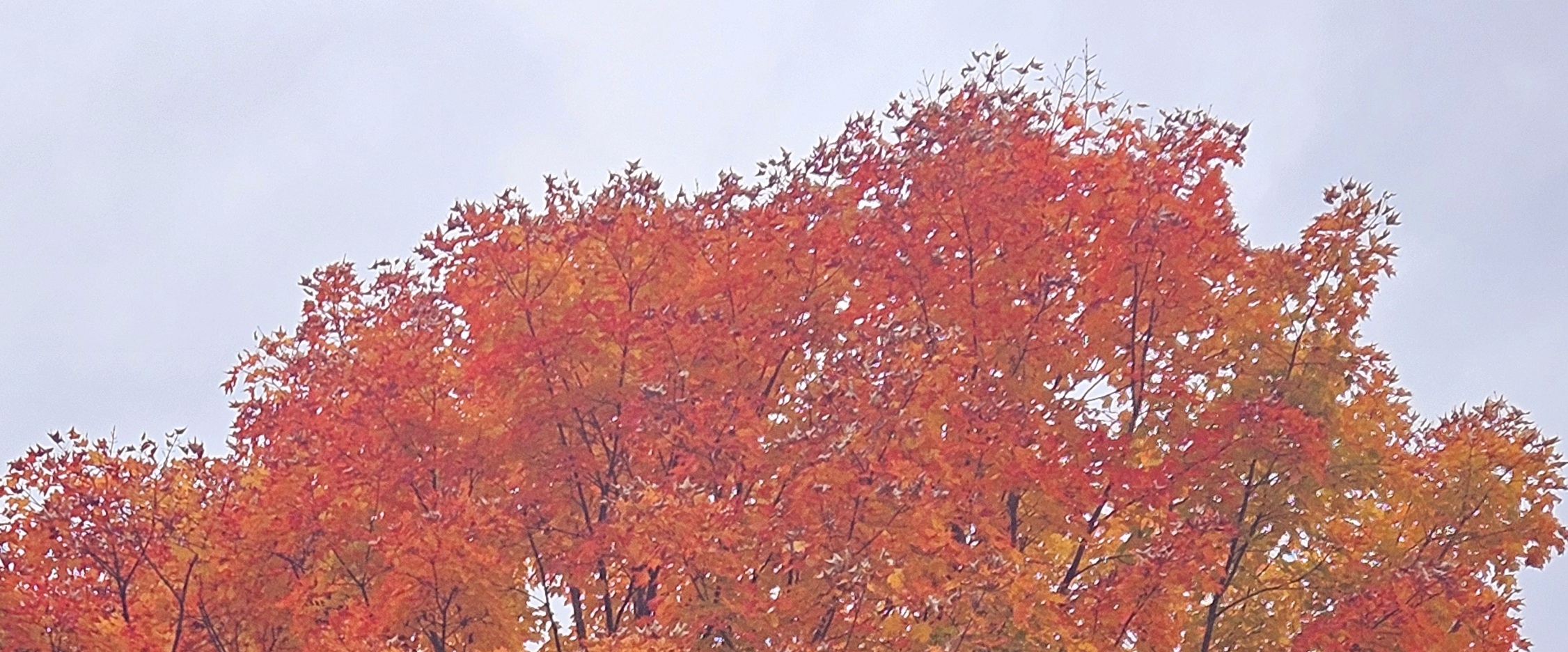 🍁ENJOY  NATURE🍁 banner