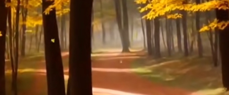 🇮🇳INDIA PACERS 🇮🇳 banner