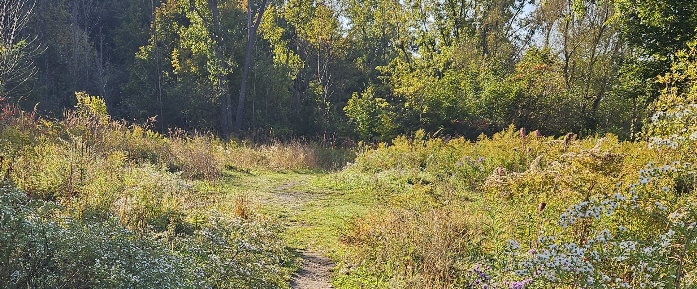 🇰🇷SOUTH KOREA PACERS🇰🇷 banner