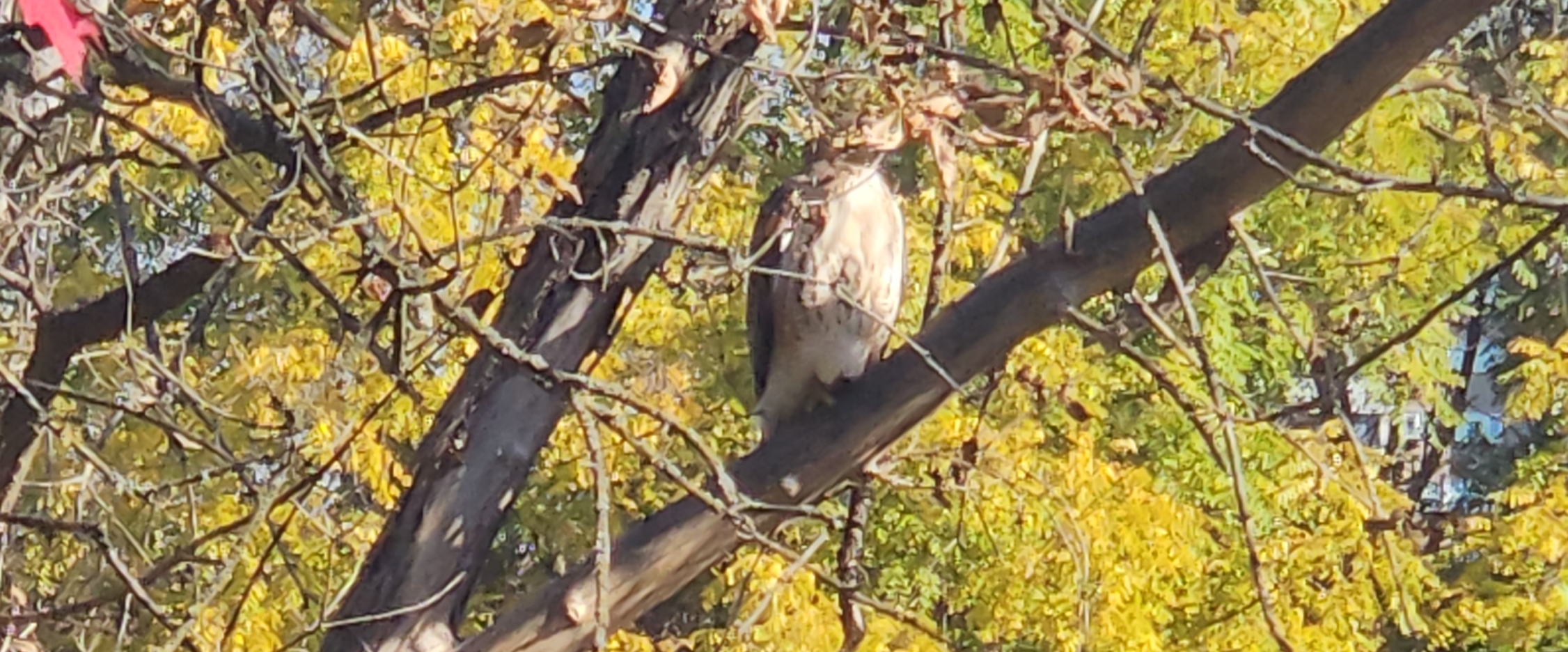 🍁AUTUMN STEPS🍁 banner