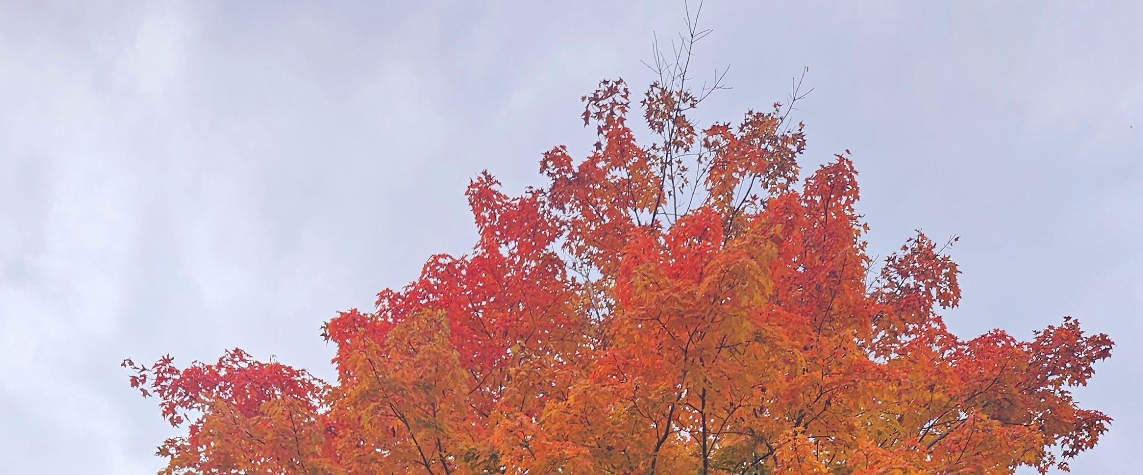 ✨️WALKING  TEAM ✨️ banner