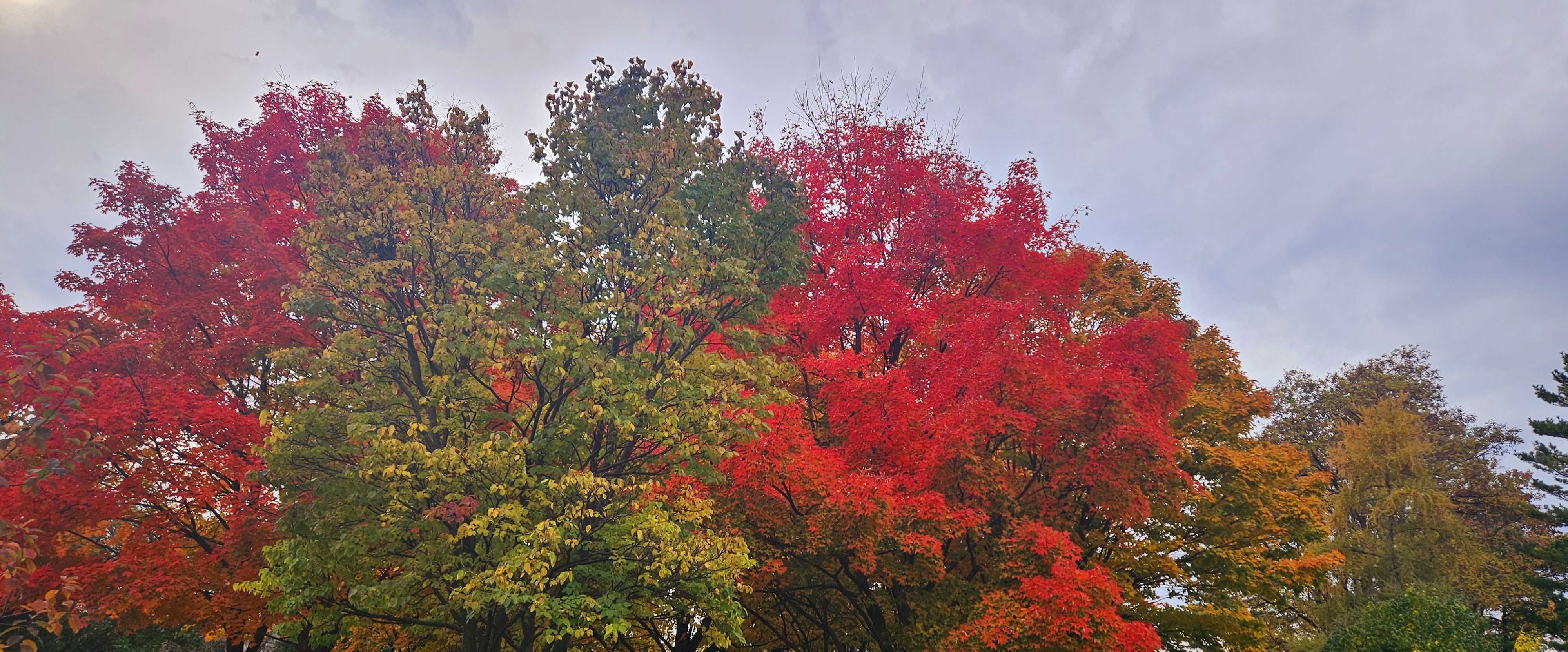 ИнформбюроFit banner