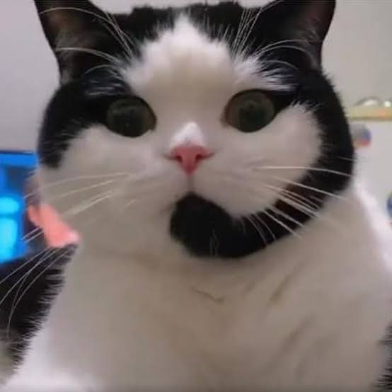 บริการคอลเซนเตอร์เหมียวพาซิ่ง logo