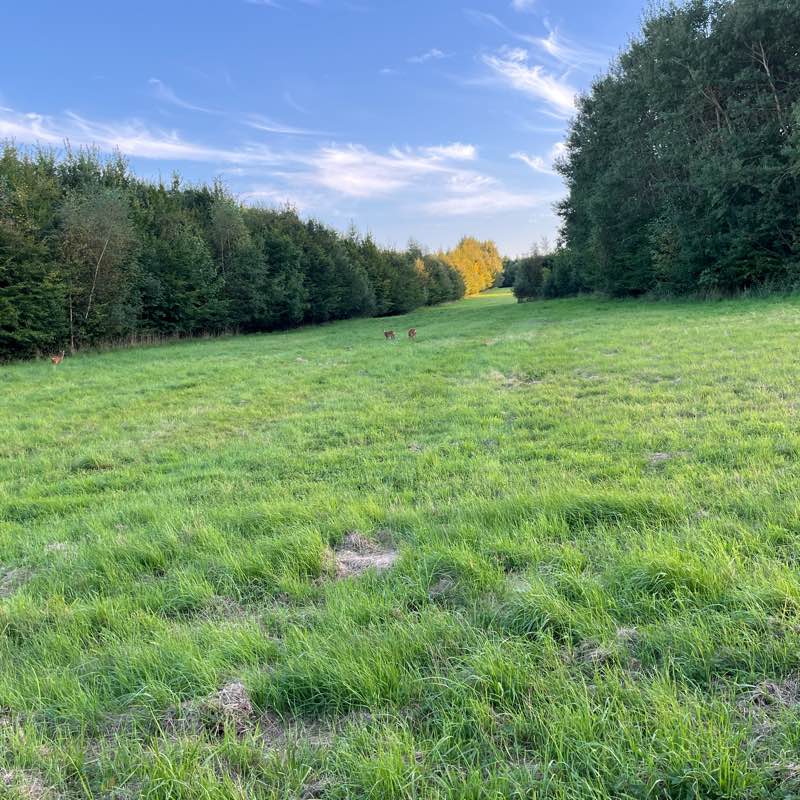 ctrl+alt+stroll logo