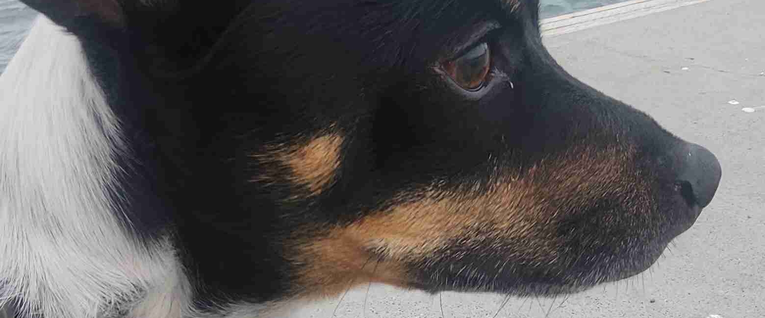 Siblings Step up! banner