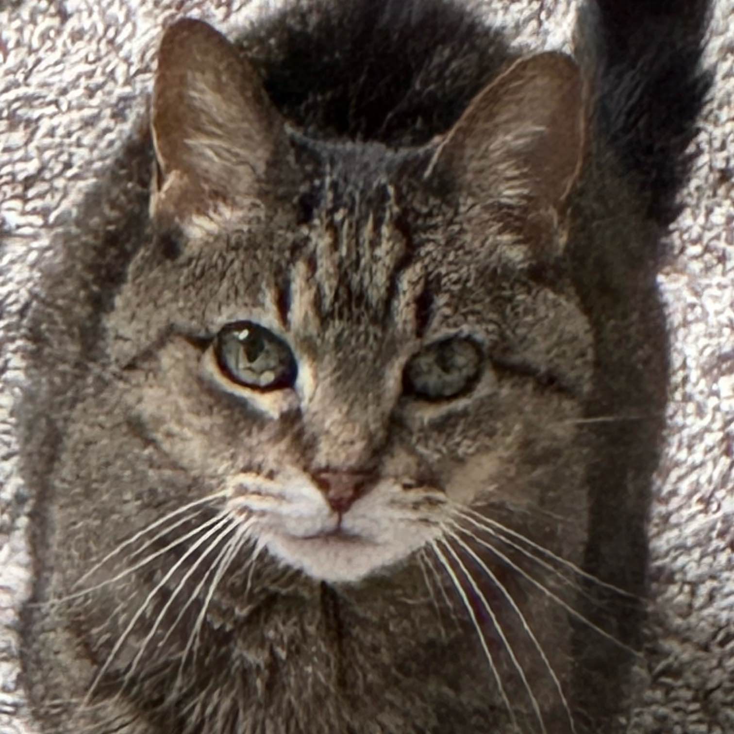 UTE & Springs “Run” Club logo