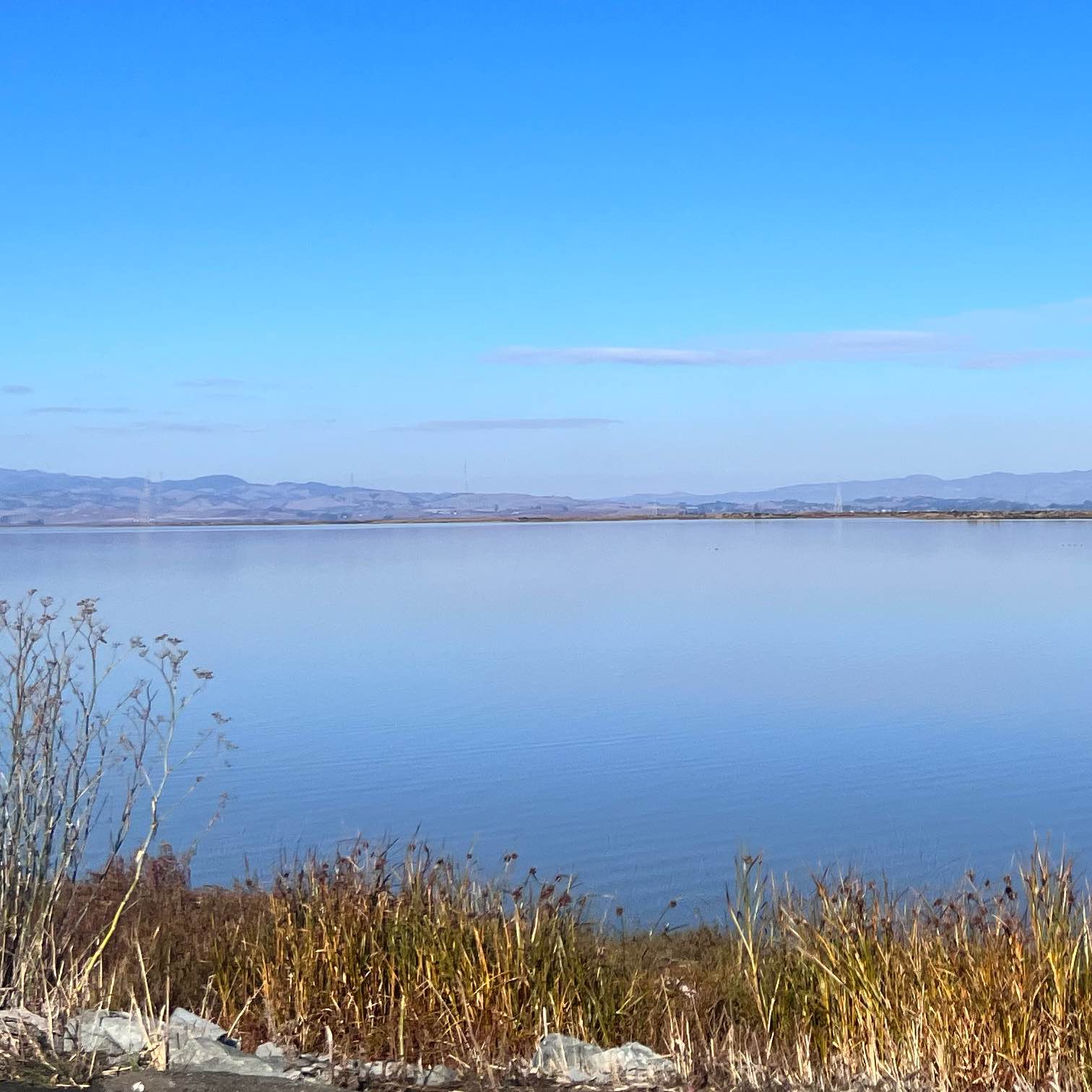 Savannah challenger! logo