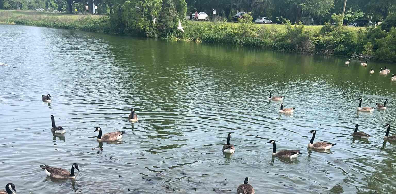 Savannah challenger! banner