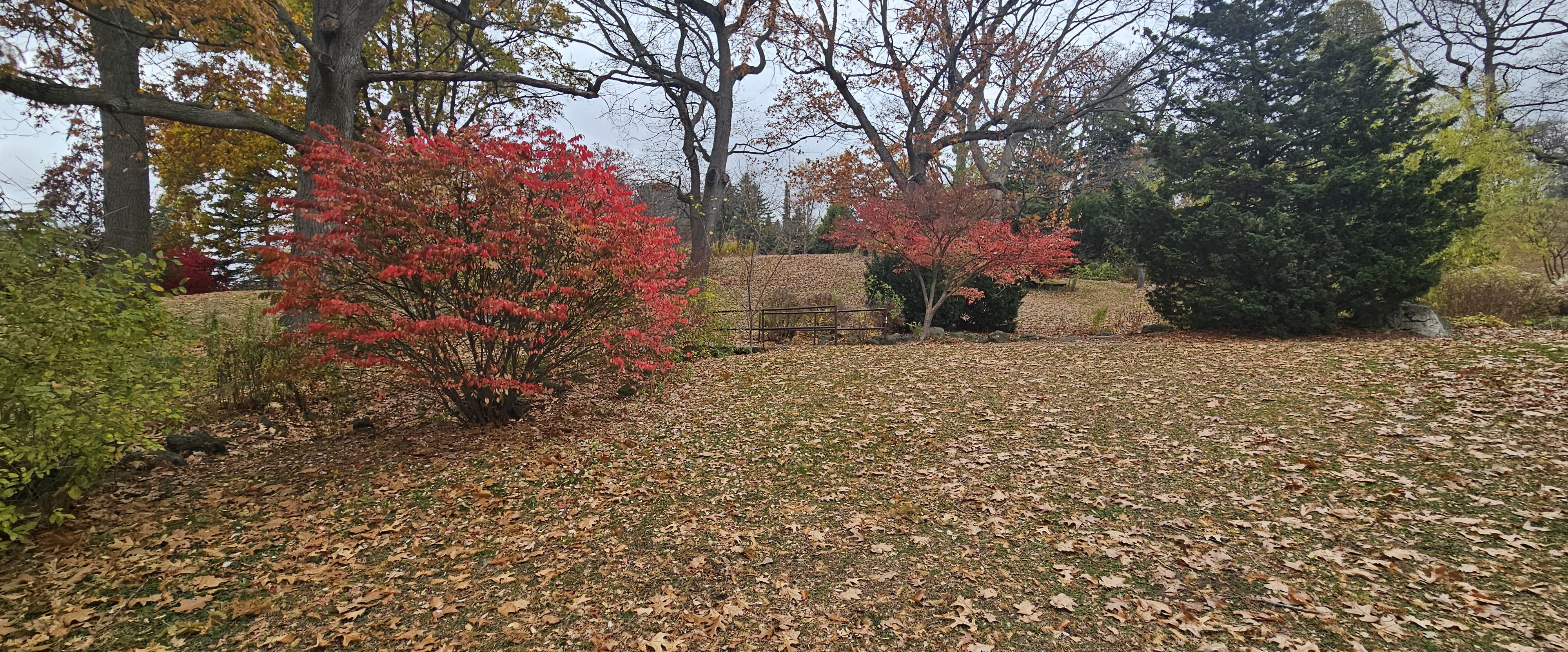 DUBAI  PACERS banner