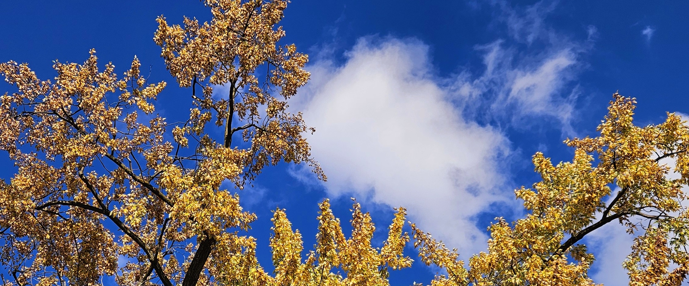 💜LET'S WALK💜 banner