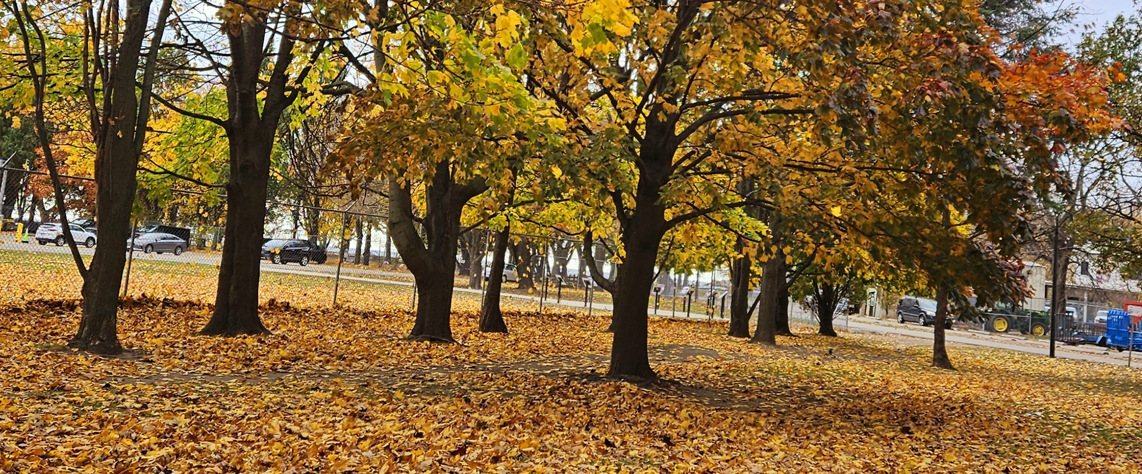 ✨️WALKING CLUB✨️ banner