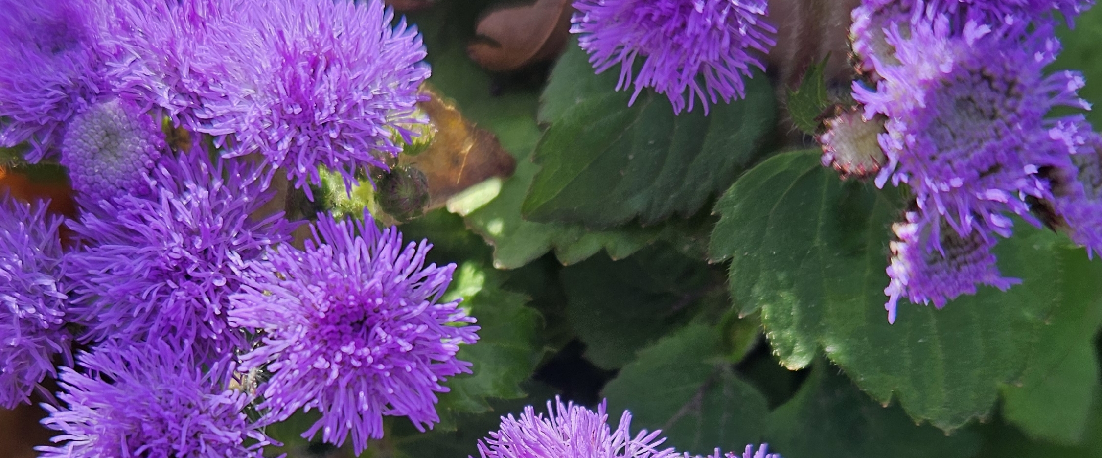 Pentland Shanghai banner