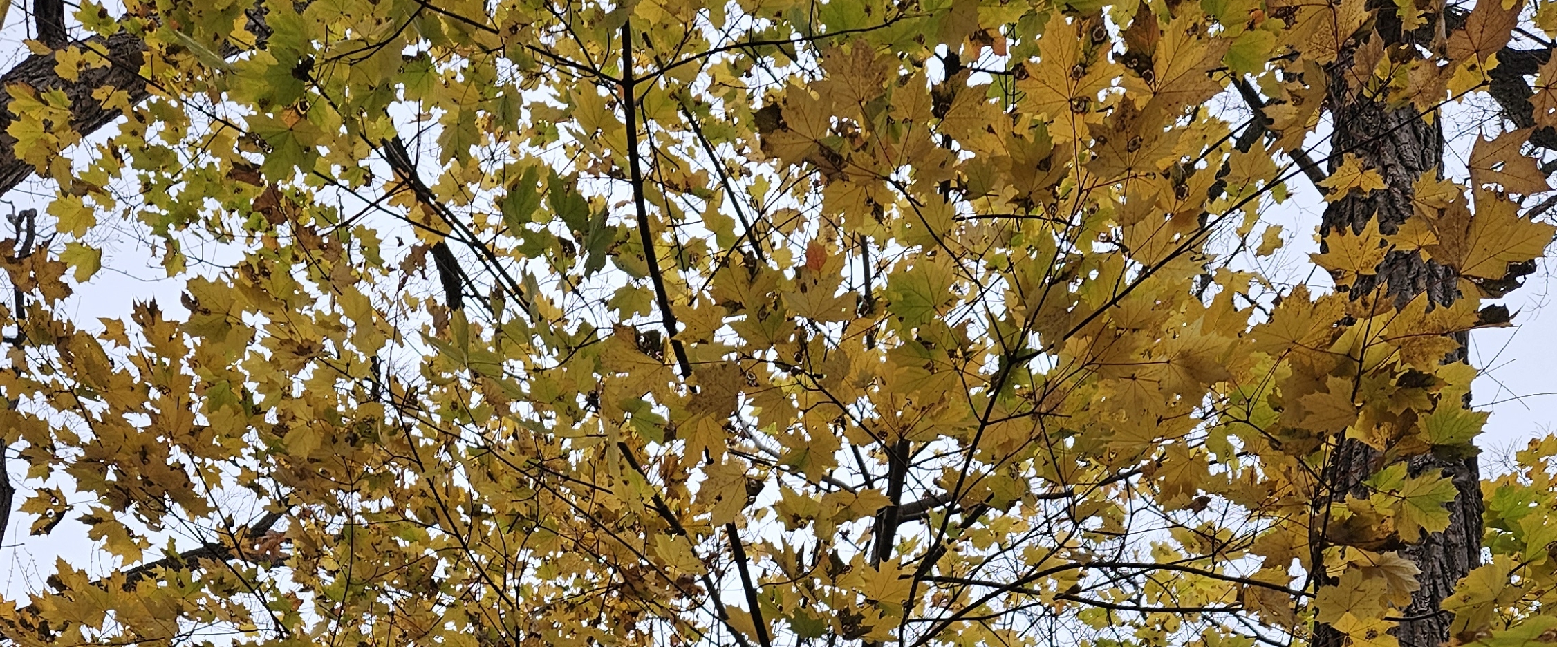 ❤️WALKING TOGETHER❤️ banner