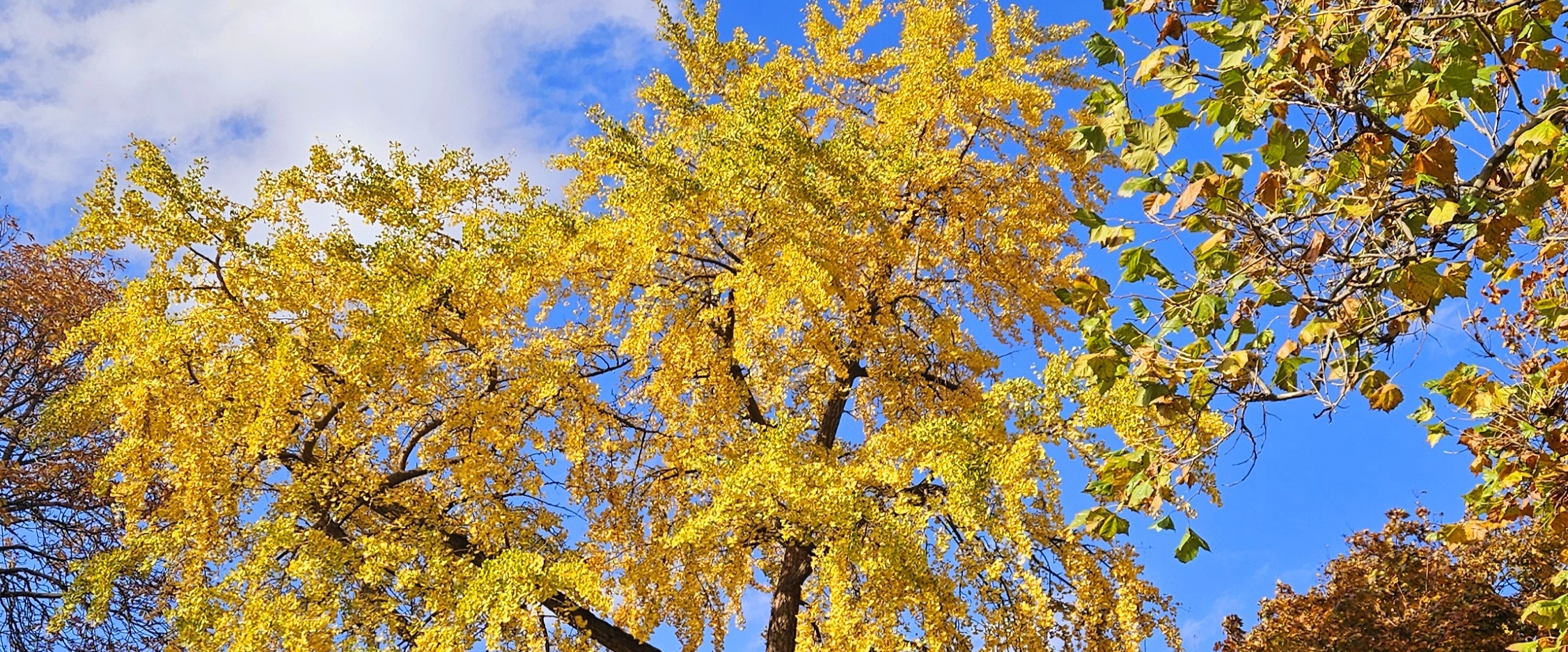 👟AWESOME STEPS 👟 banner