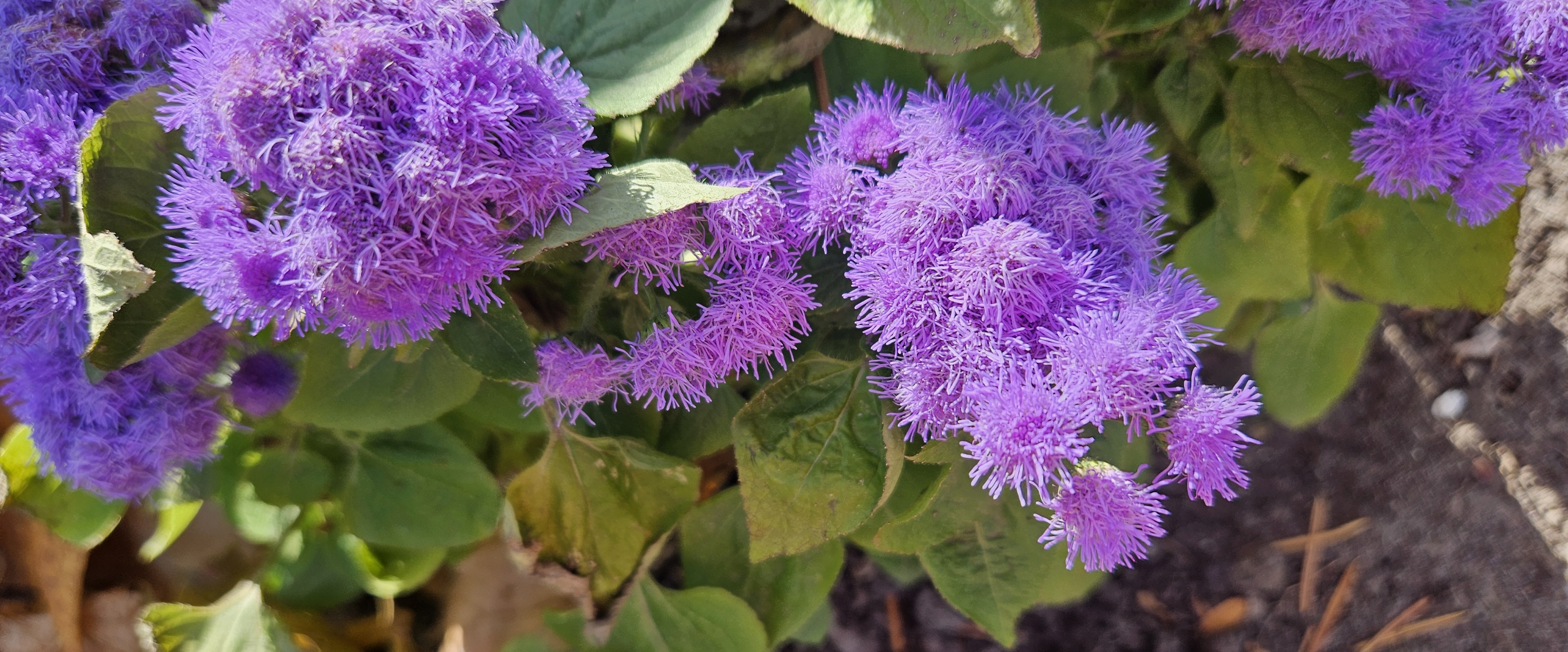 INDONESIA PACERS 🇮🇩 banner