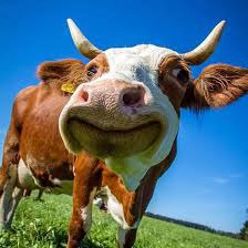 Vegans and Vegetarians logo