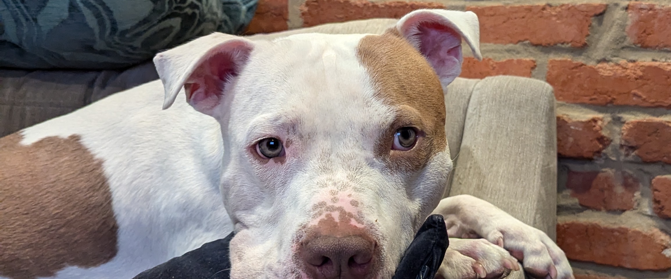 Sic'em Beetus banner