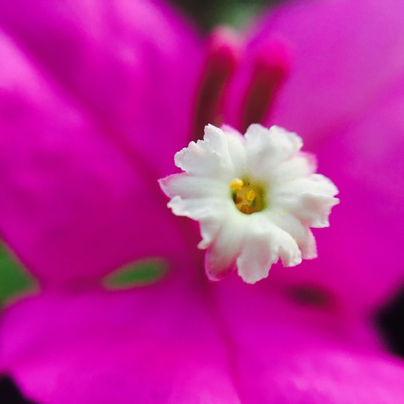 EDAPPALAYAM AHU logo