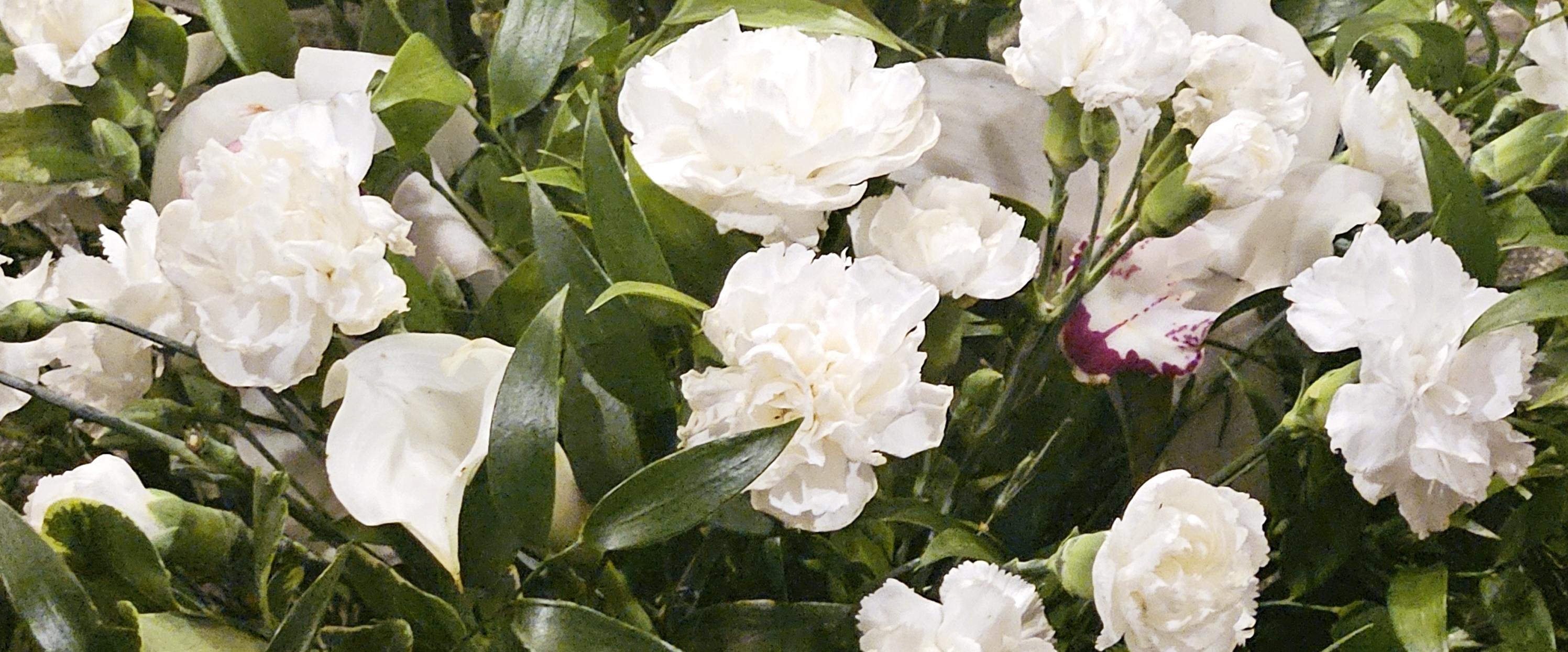 🌿💖OAKVILLE  PACERS 💖🌿 banner