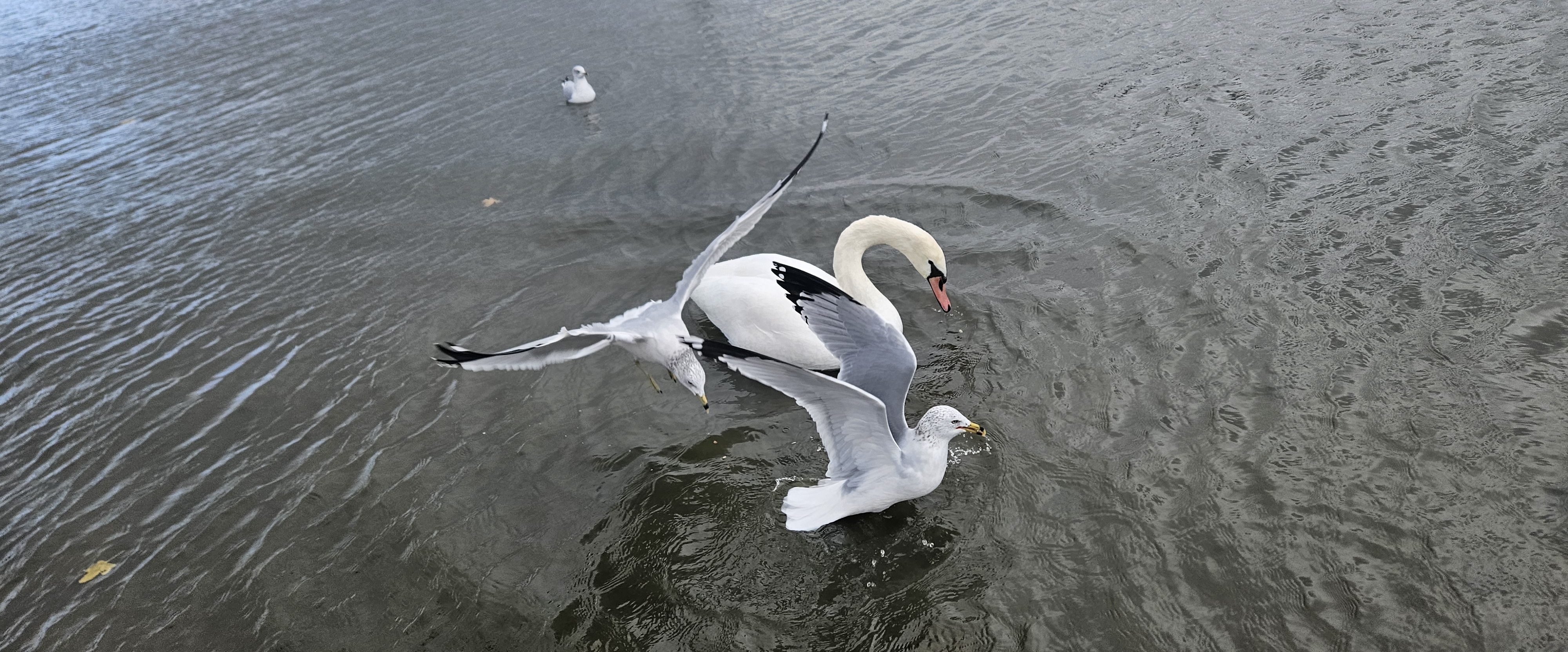 💛DAILY WALK💛 banner