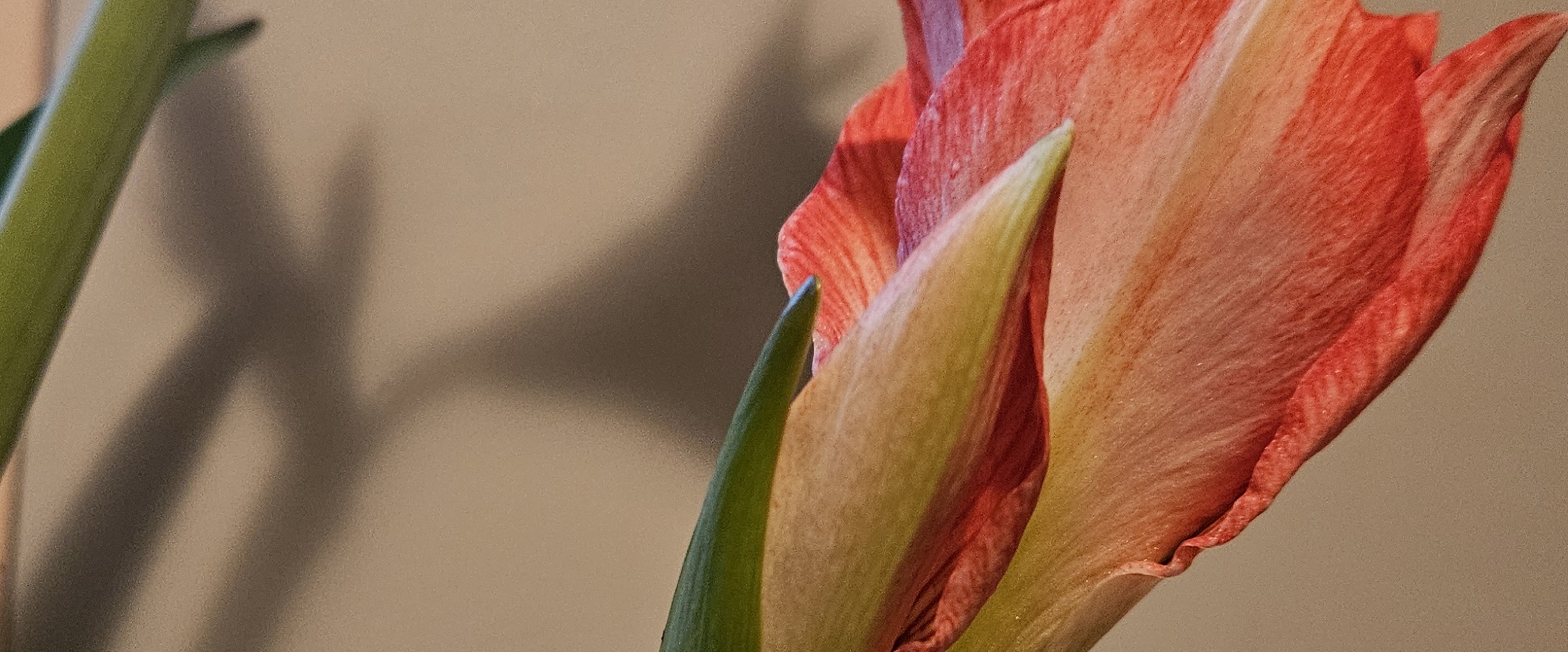 Serenity Walk and Talk banner