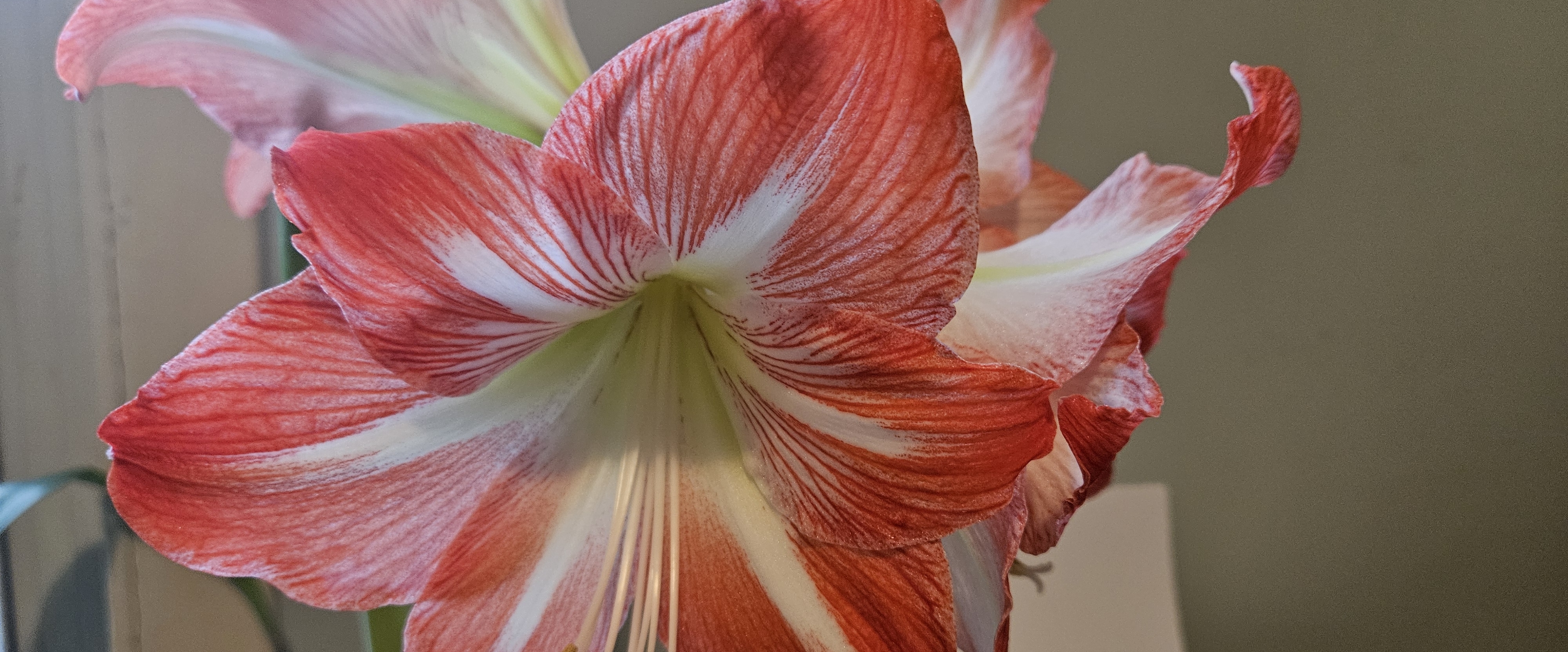 cooli Lauftruppe banner