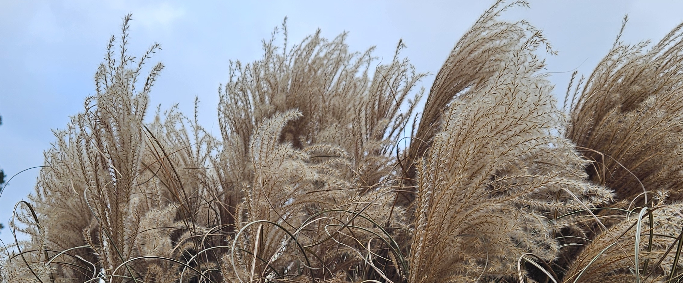 Физкультурники banner