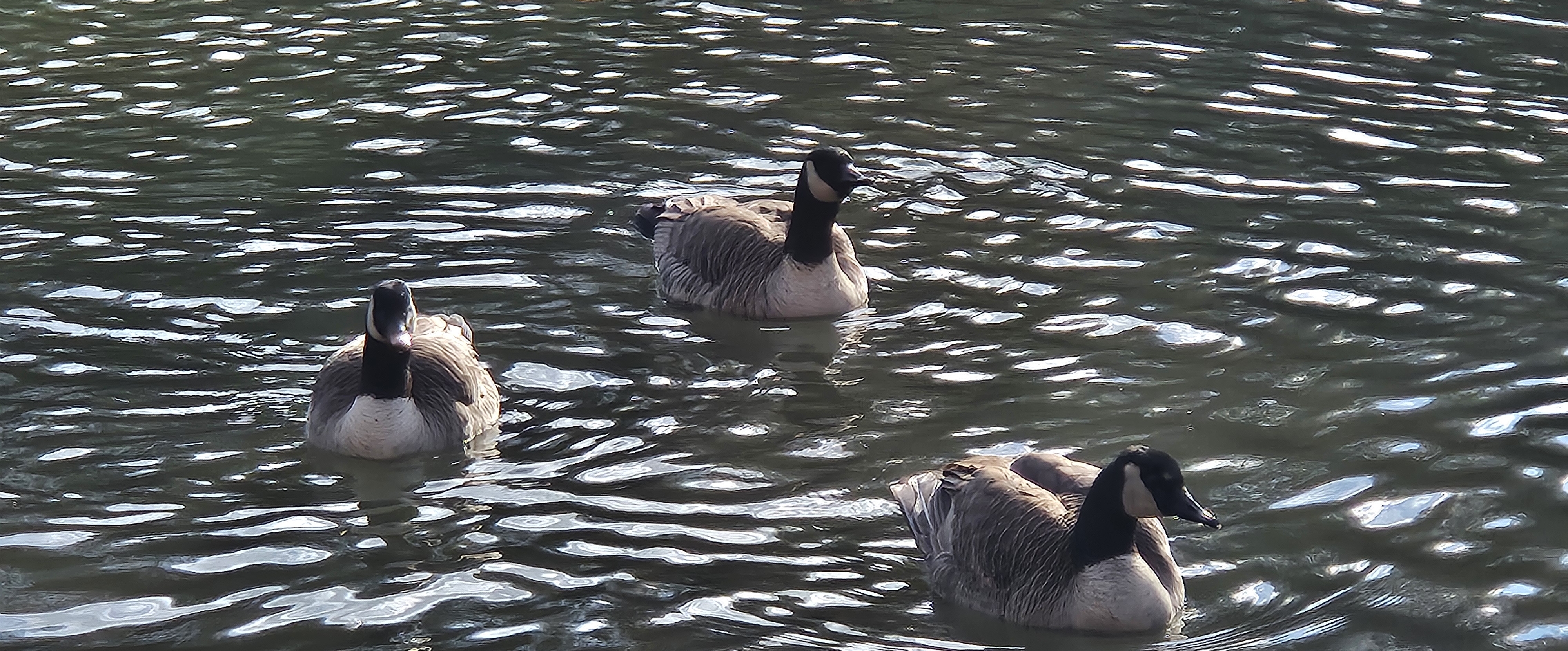 🌎NATURE VIEWS🌎 banner