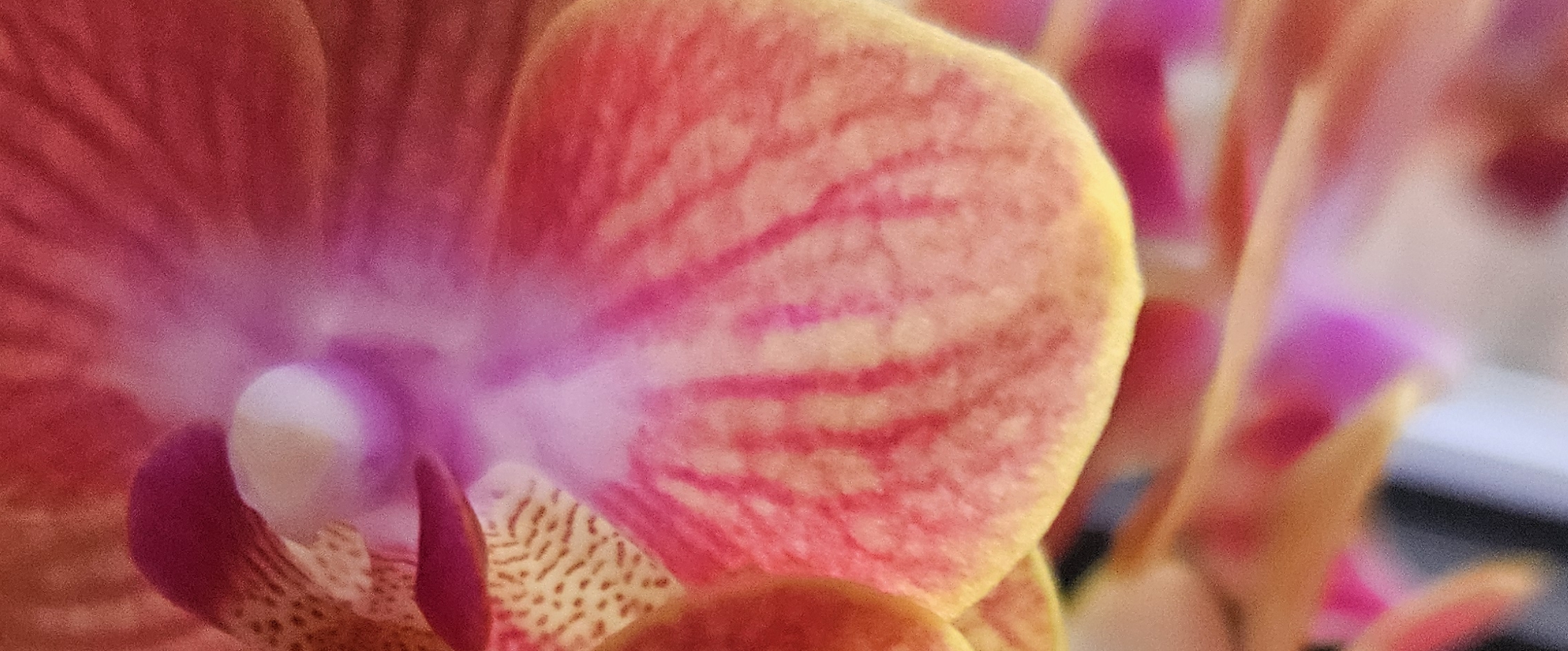 💛😎LET'S WALK😎💛 banner