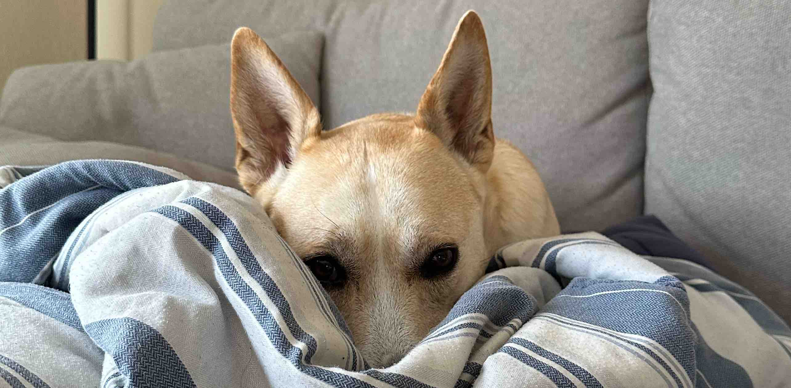 walking gworls banner