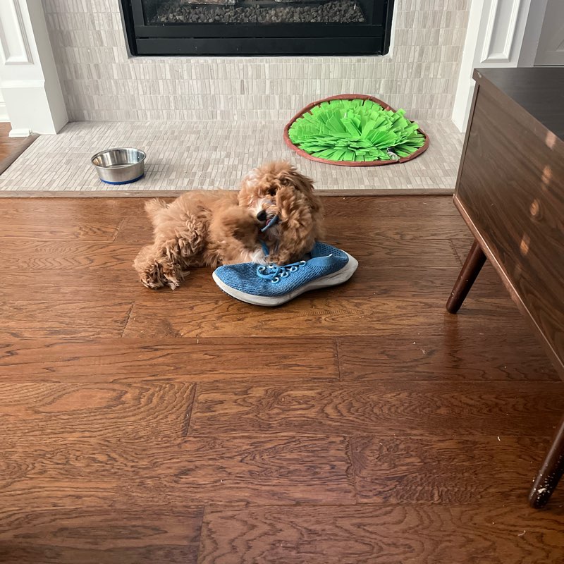 jessani family 2025 logo