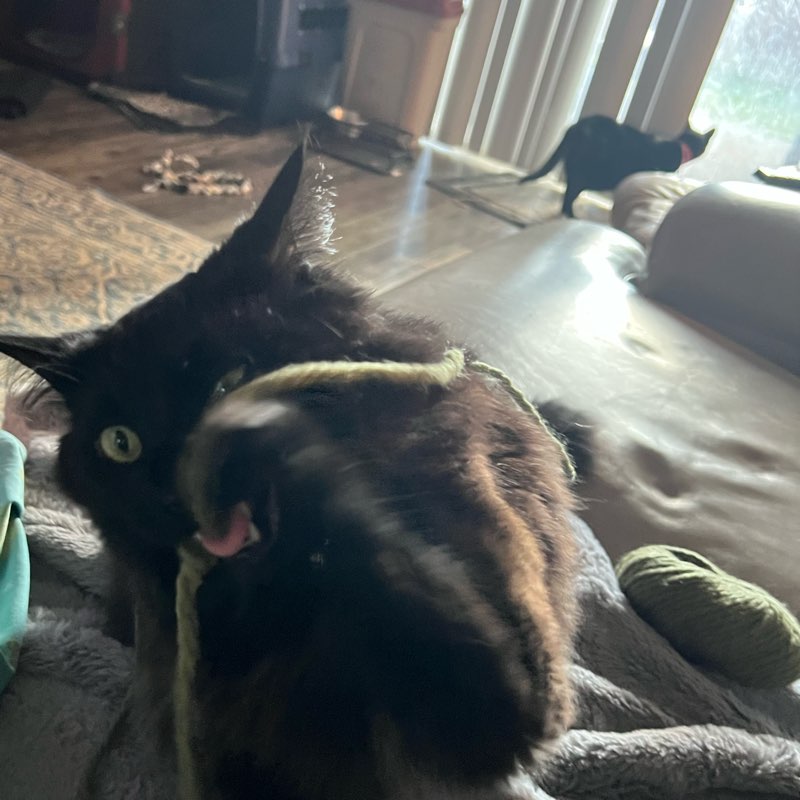 Pets, Audiobooks, and Walking logo