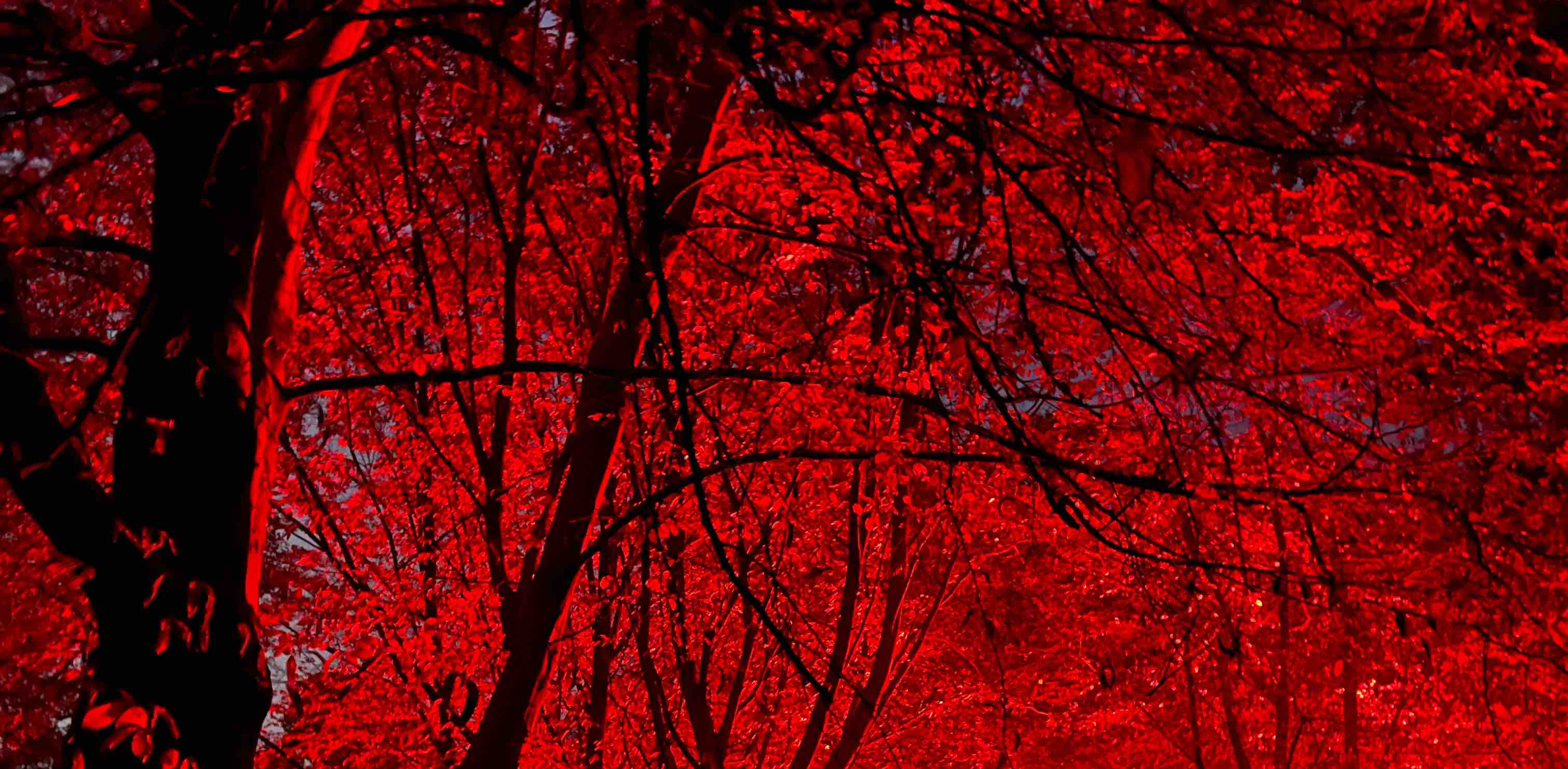 Pets, Audiobooks, and Walking banner